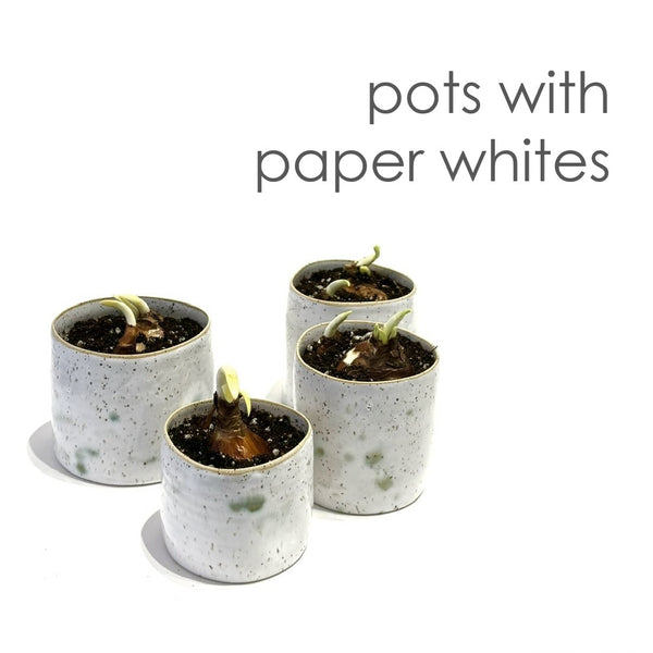 'Pot with Paper Whites' Assorted